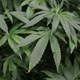 Illustration for article titled Teens Are Getting Lamer, Like Weed Less Than Before